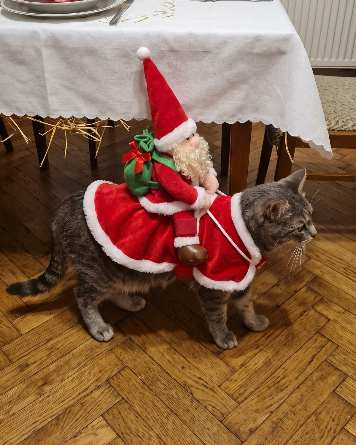 Kot w kostiumie Mikołaja przy wigilijnym stole
